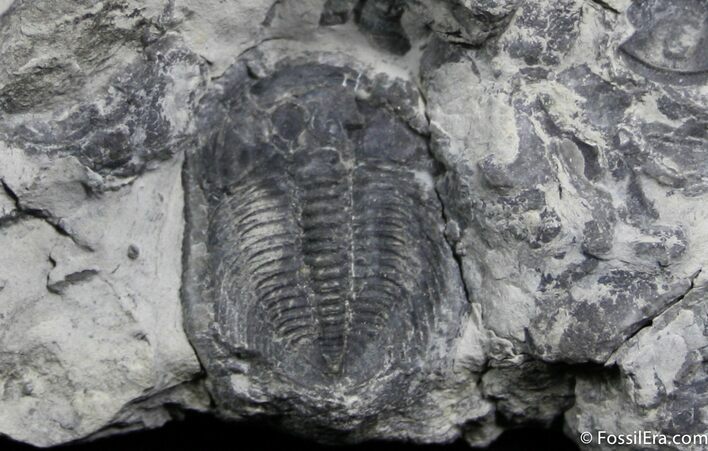 Inch Labiostria Westropi, McKay Group, BC #1231